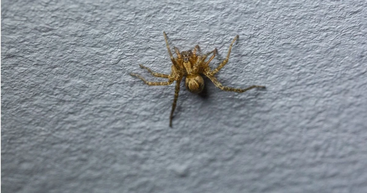 What do dreams about spiders mean 
