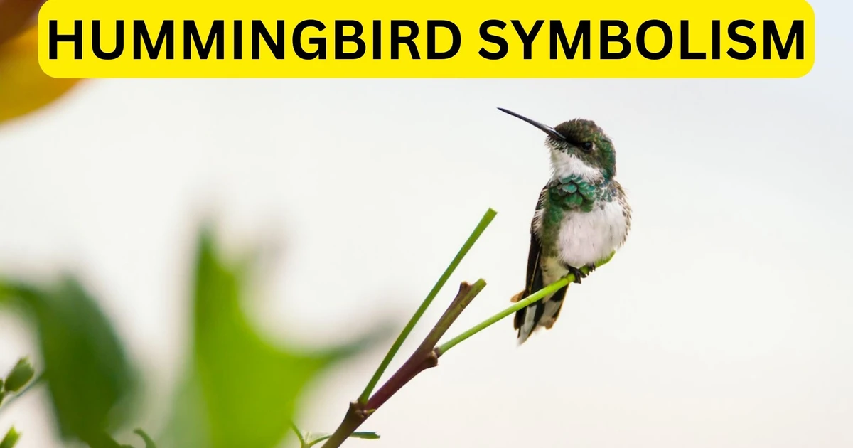 What Does Hummingbird Symbolism Convey About Spirit Animals?