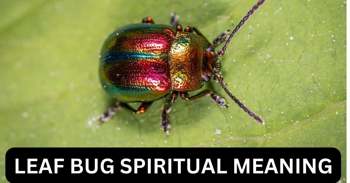 In What Ways Can You Interpret The Leaf Bug Spiritual Meaning And Its ...