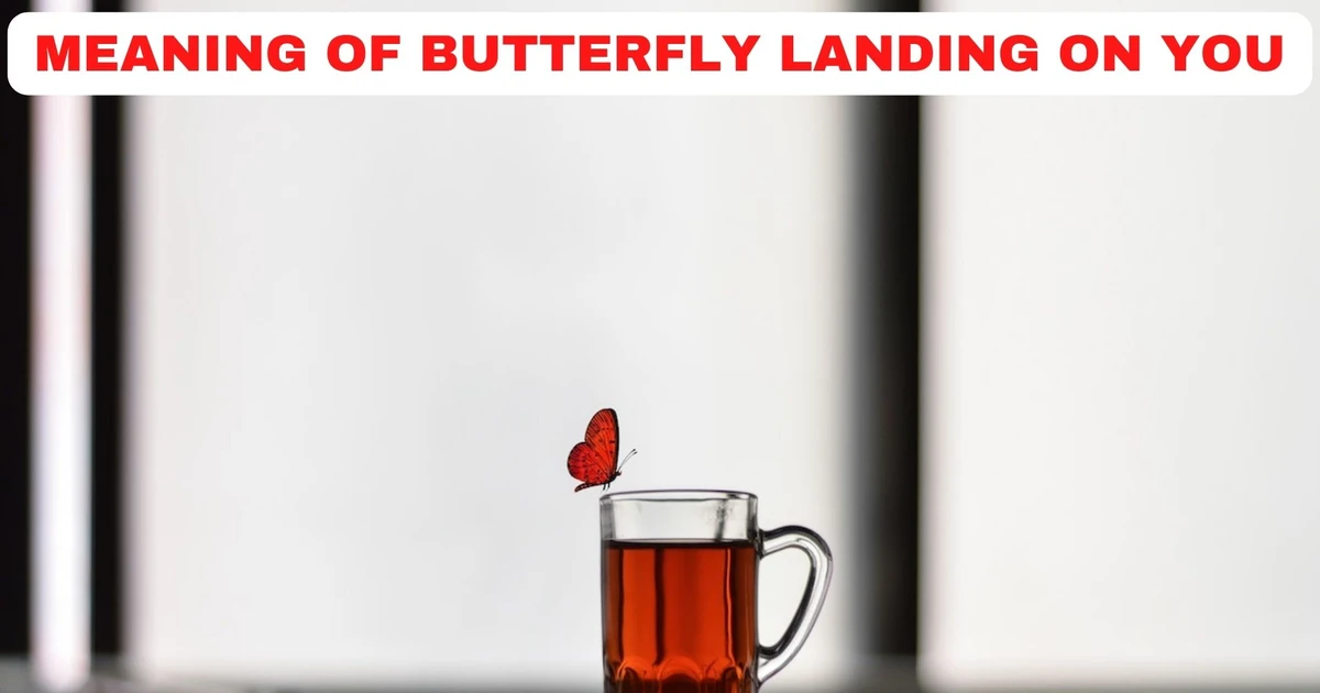 What Symbolic Message Does The Meaning Of Butterfly Landing On You Convey?