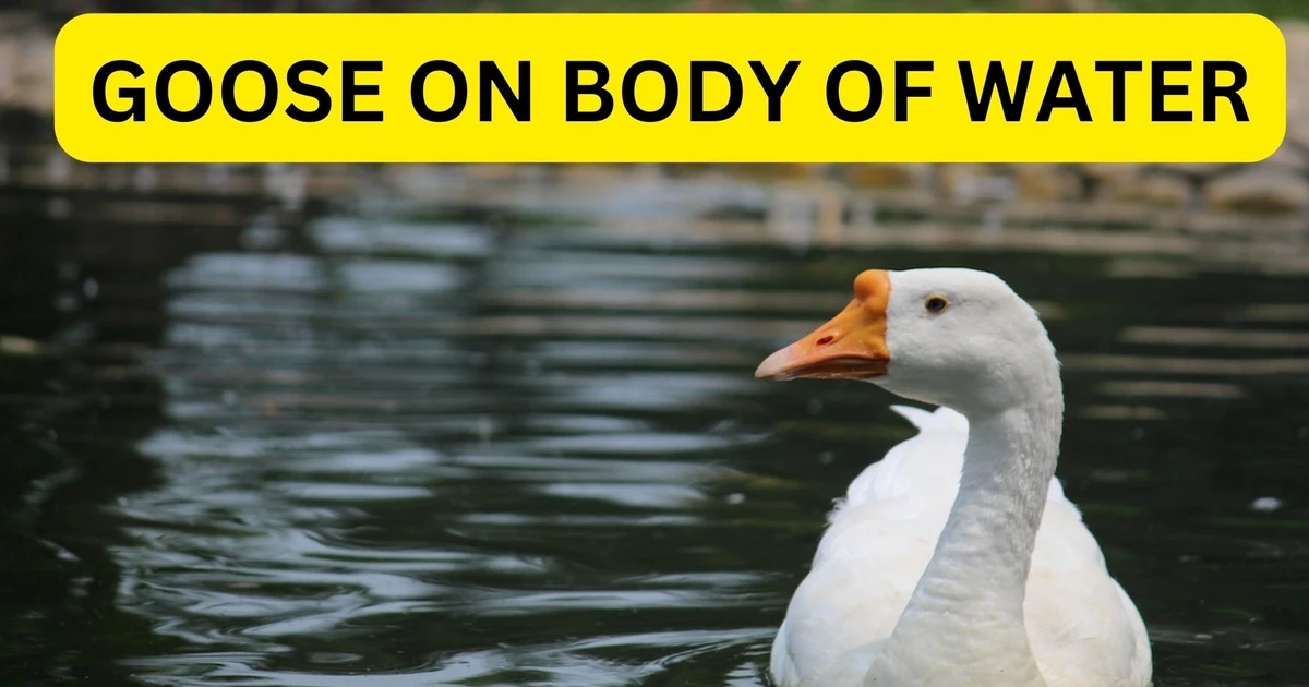 What Does Ducks Bite In Dreams Signify?