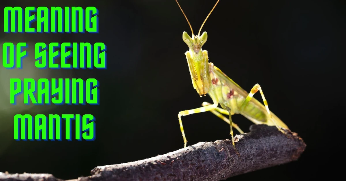 What Does The Meaning Of Seeing Praying Mantis Symbolize?