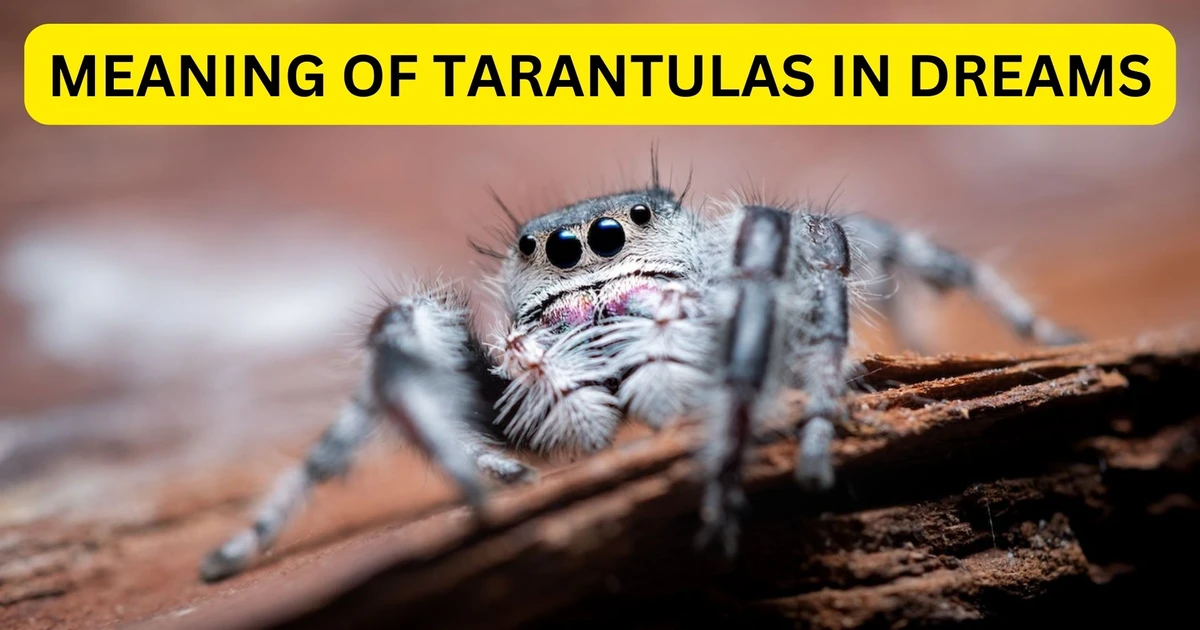What Does The Meaning Of Tarantulas In Dreams Signify In Your Subconscious?