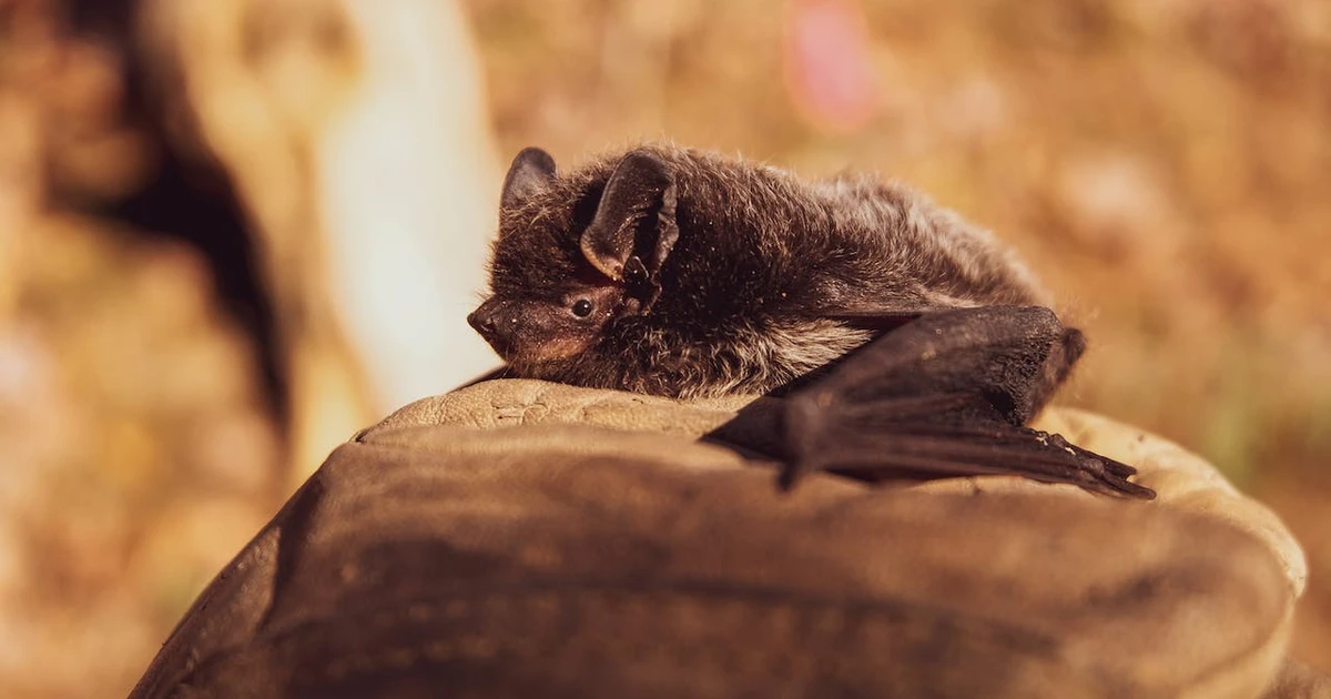 What Does The Biblical Meaning Of Bats In Your House Signify?