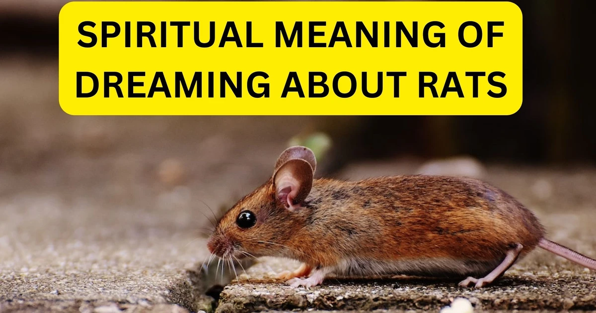 How Does The Spiritual Meaning Of Dreaming About Rats Impact Life?