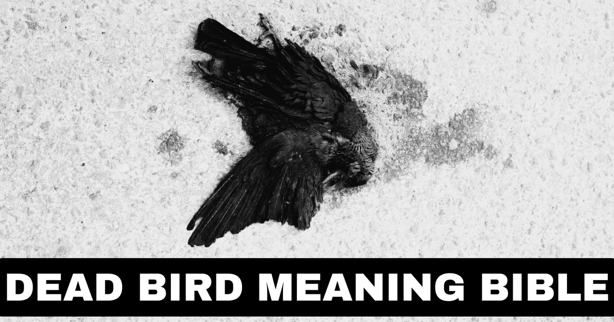 What Is The Significance Of Dead Bird Meaning Bible?