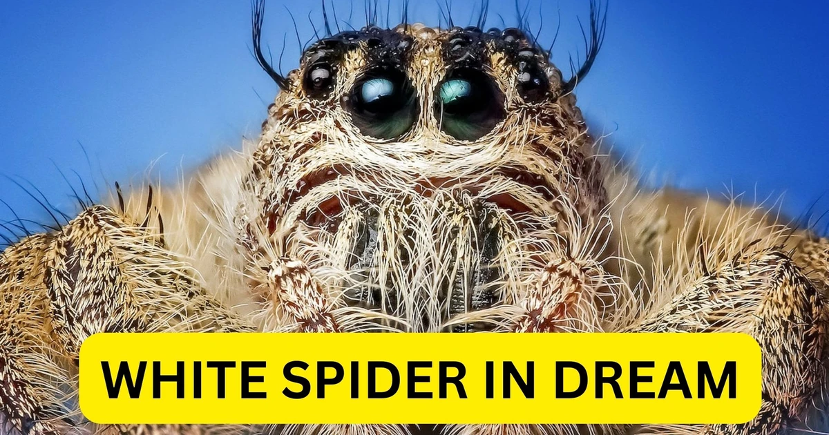 What Does A White Spider In Dream Symbolize?