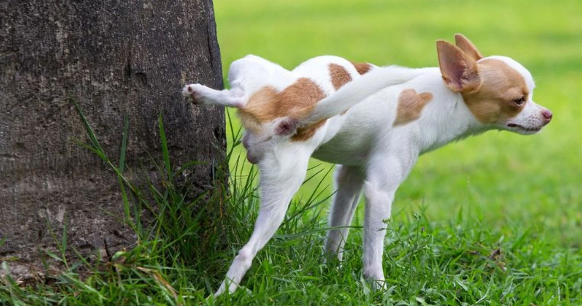 What Does Dog Peeing On Me Dream Meaning Signify?