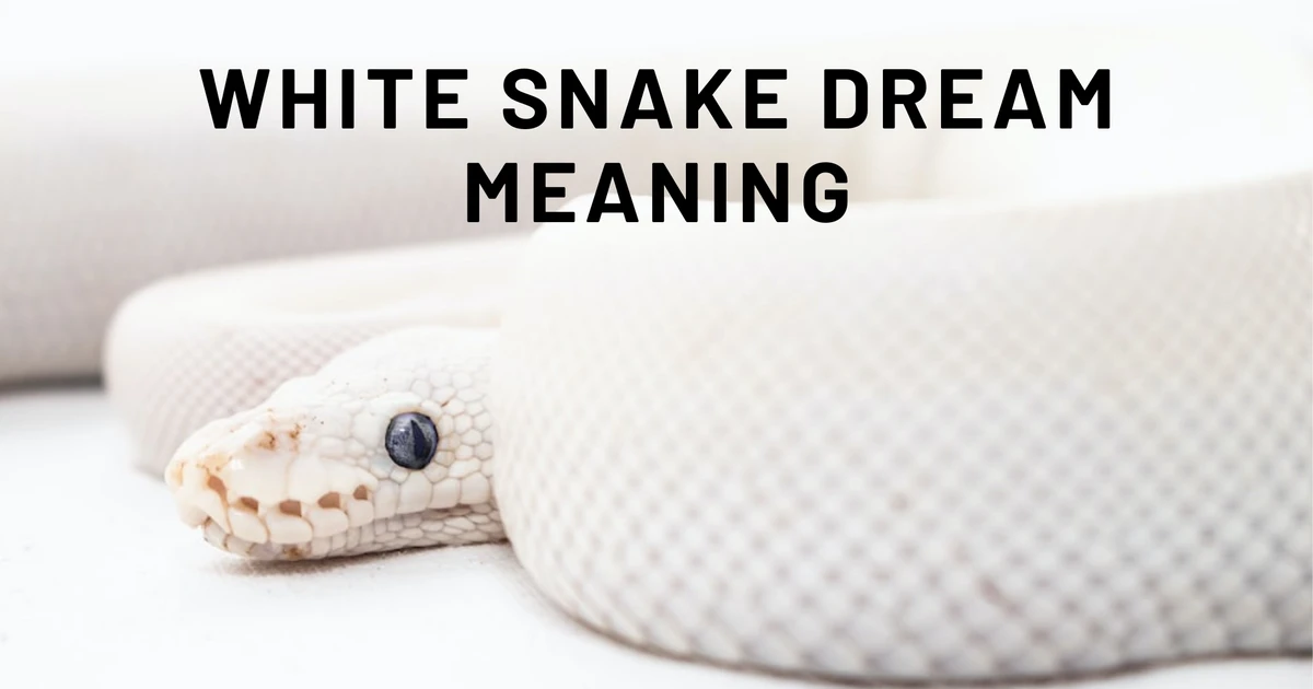 What Does White Snake Dream Meaning Signify In Your Subconscious?