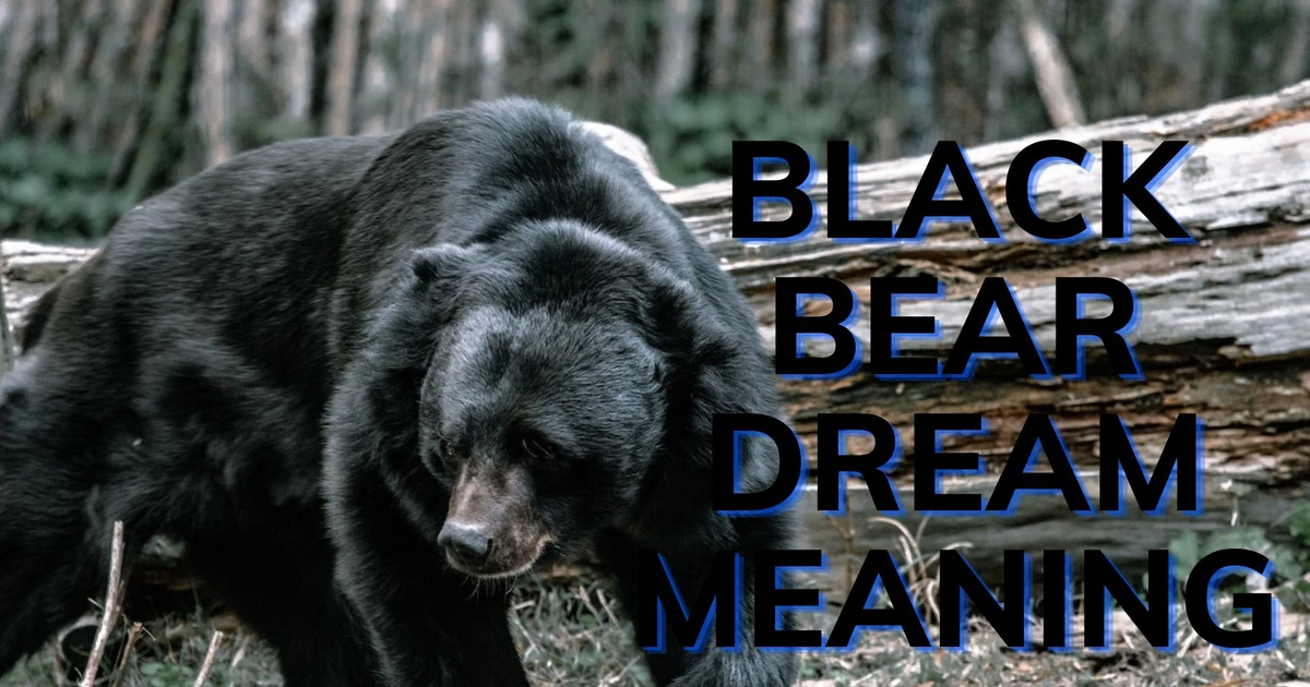 What Does Black Bear Dream Meaning Signify In Your Subconscious?