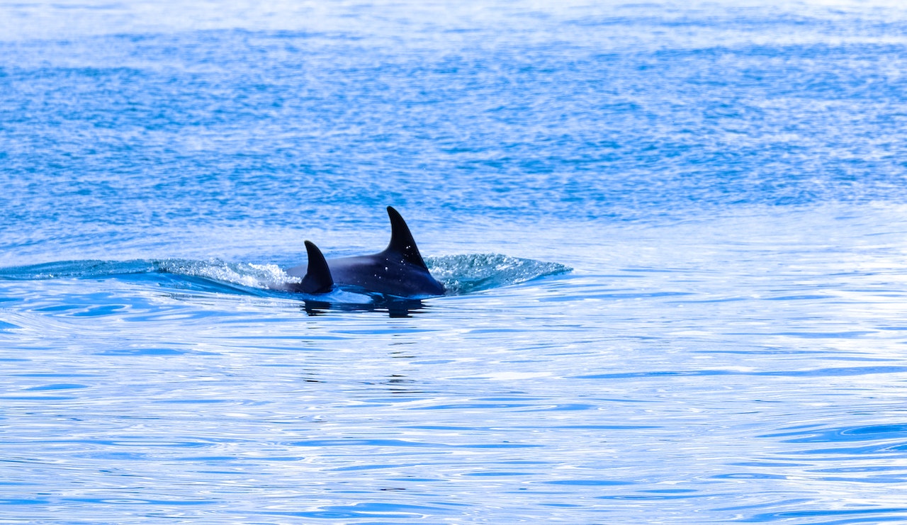 How Do Whales In Dreams Connect To Someone's Inner Spiritual Voyages?