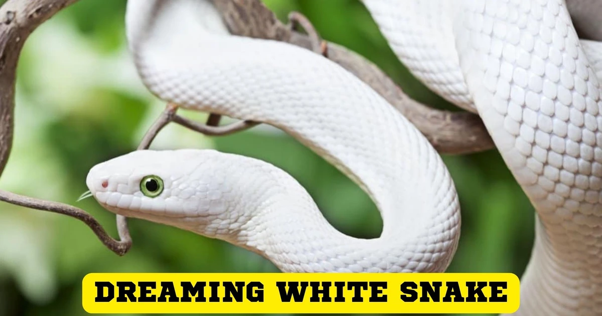 What Does It Signify When You Dream Of A Dreaming White Snake?