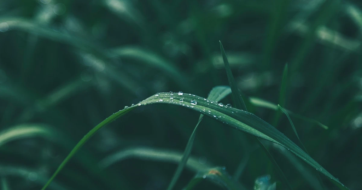 Biblical Meaning Of Green Grass In A Dream How Does The Bible Explain The Biblical Meaning Of Green Grass In A Dream?