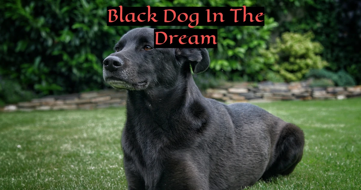What Does It Means To Seeing Black Dog In Dream?