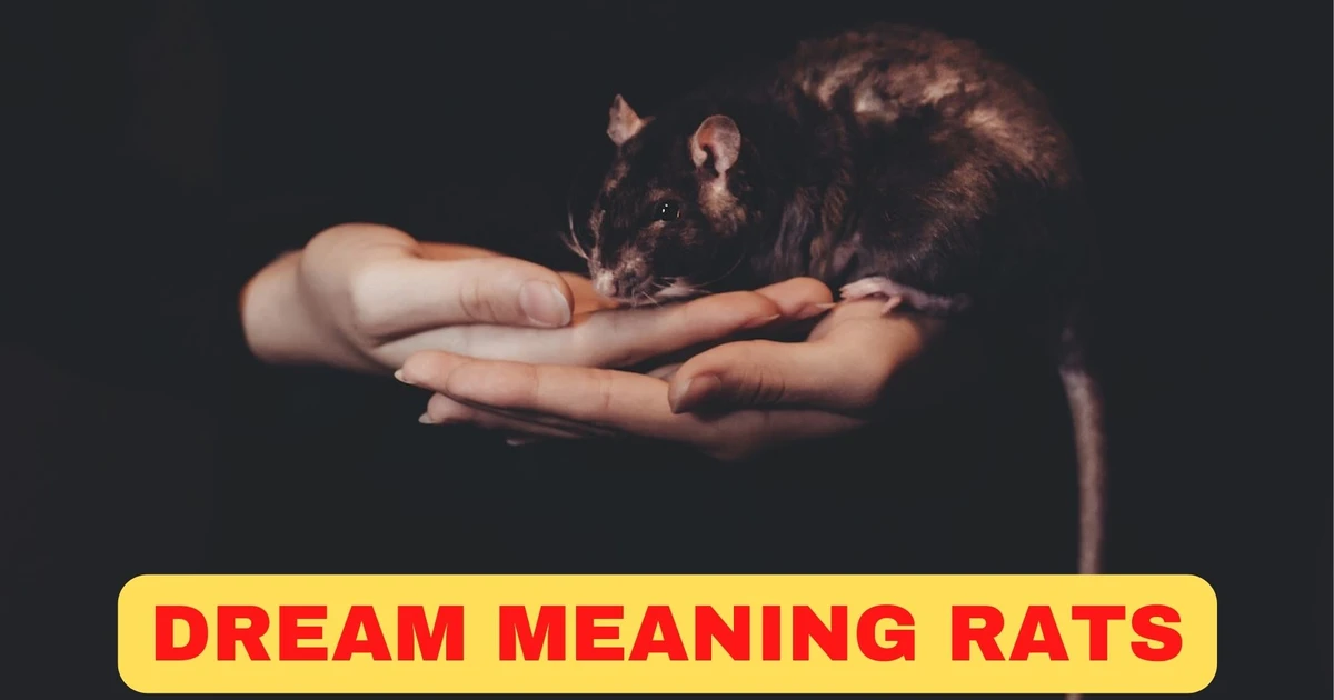 What Is The Interpretation Of Dream Meaning Rats?